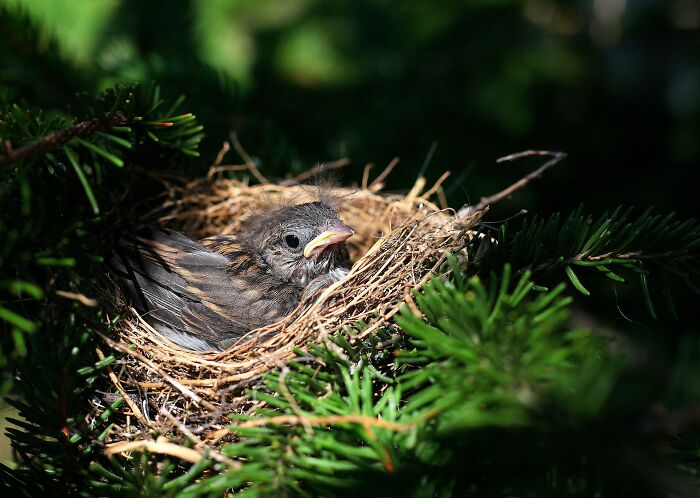 Nhiều loài chim sẽ ăn phân của con non để giúp cho tổ sạch sẽ hơn. Vì vậy hãy cân nhắc khi ước hóa thân thành một con chim bất kỳ nhé!