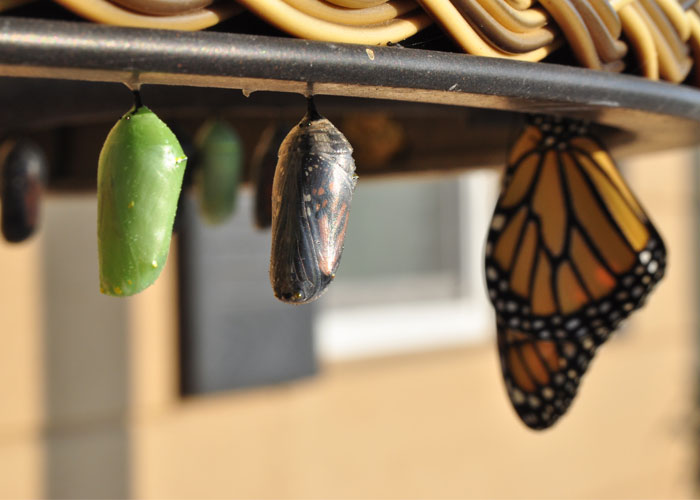 Khi ấu trùng hoàn thành quá trình phát triển từ nhộng, chúng không chỉ mọc cánh mà toàn bộ cơ thể của chúng còn biến thành một chất lỏng như súp, sau đó biến đổi thành bướm.