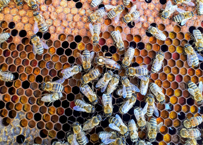 Hợp chất hóa học được sử dụng để tạo ra hương vị chuối đồng thời cũng là hợp chất mà ong mật sử dụng để làm mùi báo động pheromone. Vì vậy, đừng bao giờ ăn kẹo chuối gần tổ ong, và nếu bạn đột nhiên ngửi thấy mùi chuối gần đó, hãy chạy đi!