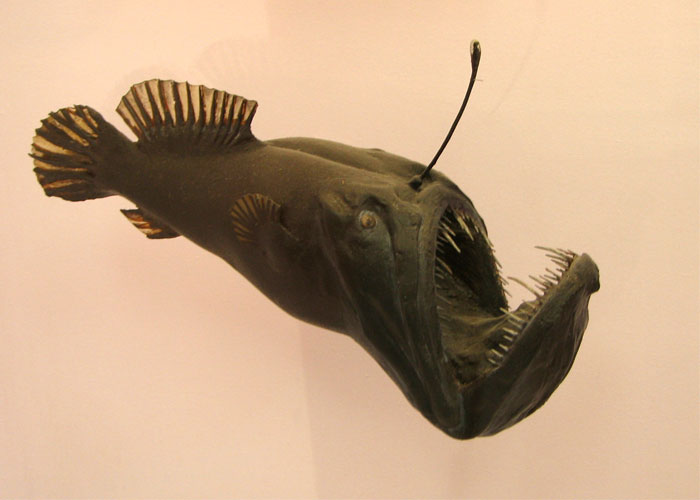 Chắc bạn cũng nhìn thấy loài “Cá lồng đèn” Anglerfish rồi chứ? Chúng đều là những giống cá quỷ cái. Con đực có kích cỡ rất nhỏ và được sinh ra với một bộ hàm yếu ớt. Vì không có khả năng săn mồi một mình nên chúng thường sống ký sinh vào cá cái để cùng chia sẻ nguồn thức ăn. Sau khi cá đực cắn vào thịt cá cái, con cái giải phóng một loại enzym kết hợp con đực với cơ thể mình. Nó hấp thụ từ từ cho đến khi chỉ còn lại tinh hoàn của giống đực để chuẩn bị cho quá trình giao phối. Có thể thấy, một con cá cái có thể chứa hàng chục tinh hoàn trên người do hấp thụ từ những “anh chàng” ký sinh lên cơ thể mình. Tập tính sinh sản của loài sinh vật này thật kỳ cục phải không nào?