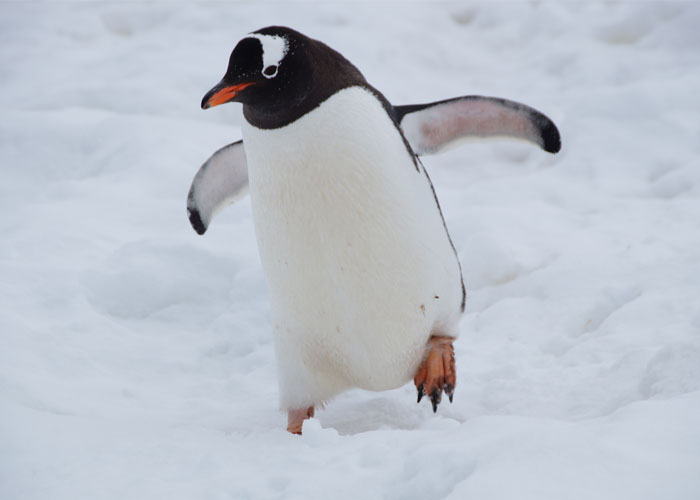 Chim cánh cụt có một tuyến lệ trên mắt giúp biến đổi nước mặn thành nước ngọt.