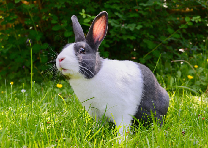 Thỏ không có lót đệm trên bàn chân, chúng hầu như chi có lớp lông bảo vệ. Vì vậy, nếu bạn nhìn thấy một con thỏ hoạt hình với miếng đệm trên chân, điều đó sai hoàn toàn đấy nhé.