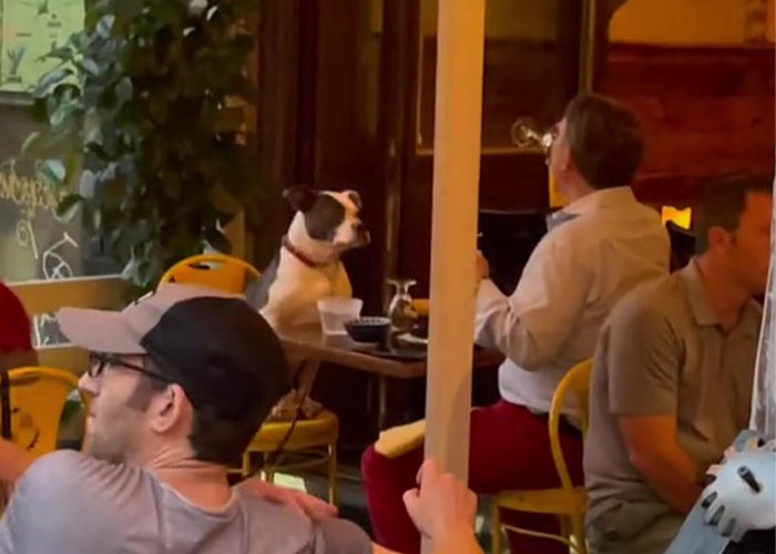 Hình ảnh người đàn ông đang ăn tối cùng chú cún của mình