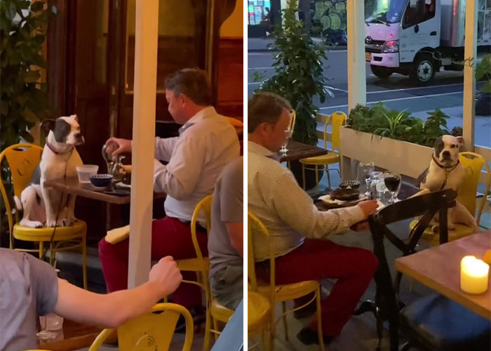 Trong khi chờ đợi có chỗ ngồi, cô ấy phát hiện một người đàn ông đang hẹn ăn tối cùng con chó của mình. May mắn thay, cô ngồi bàn bên ngay cạnh họ.