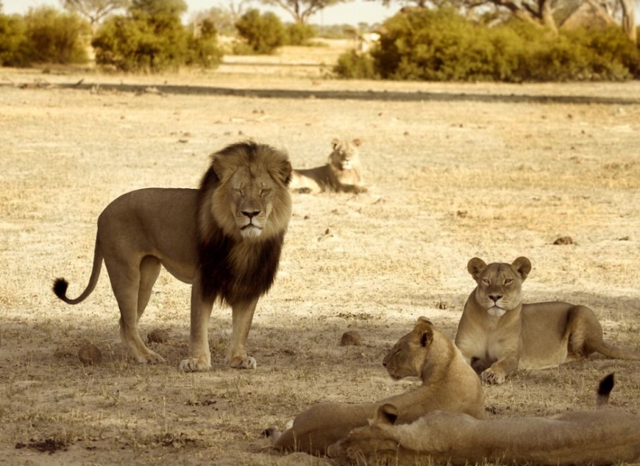 Cecil, con sư tử đực nổi tiếng cùng bầy đàn tại vườn quốc gia Hwange vài tháng 11 năm 2012. Những con sư tử đực như Cecil có cơ thể to lớn hơn các con cái, kèm theo đó là bộ lông bờm uy nghiêm kiêu hãnh
