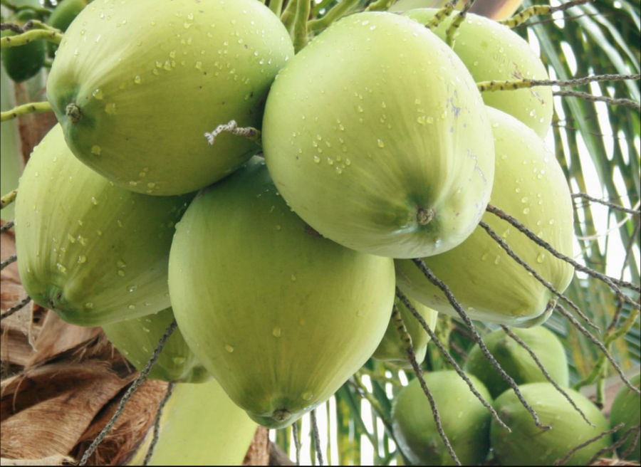 Có thể búng nhẹ vào vỏ dừa để chọn quả nhiều nước, ngọt thơm.