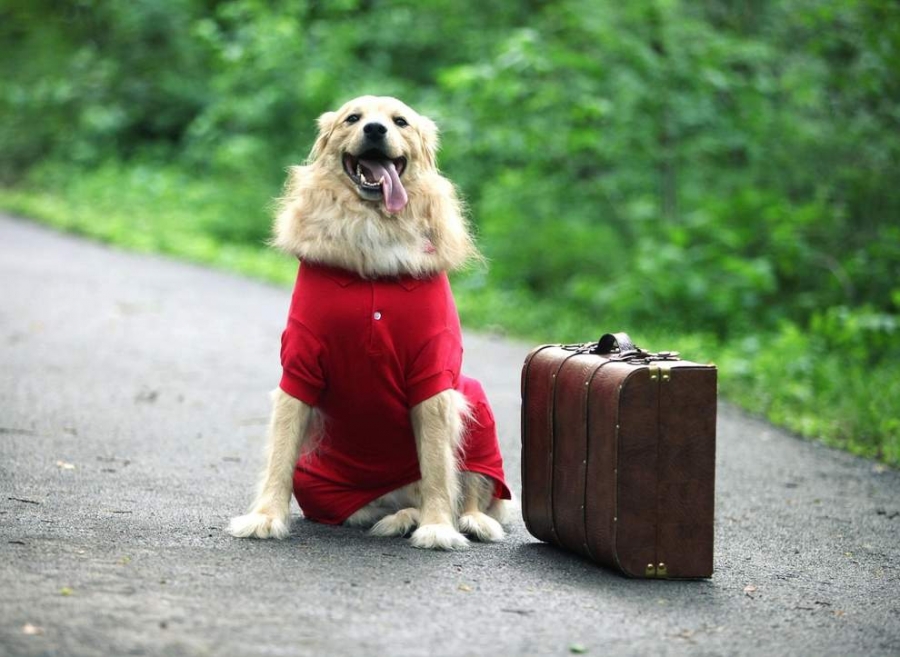 Du lịch cùng cún cưng