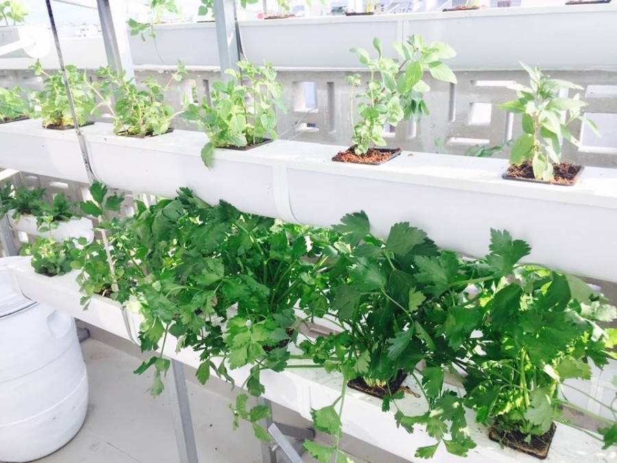Hệ thống trồng rau thiết kế thông minh, tối đa không gian trồng trọt trên sân thượng.