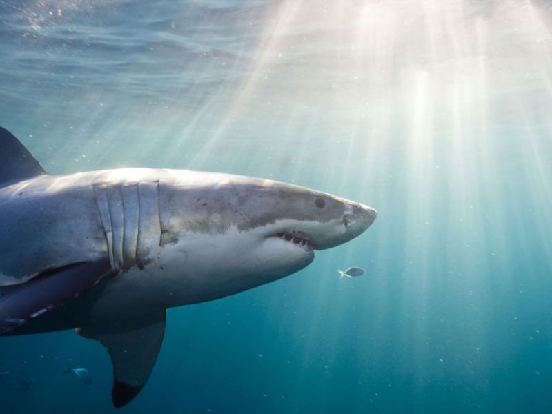 Hình ảnh một con cá mập trắng lớn