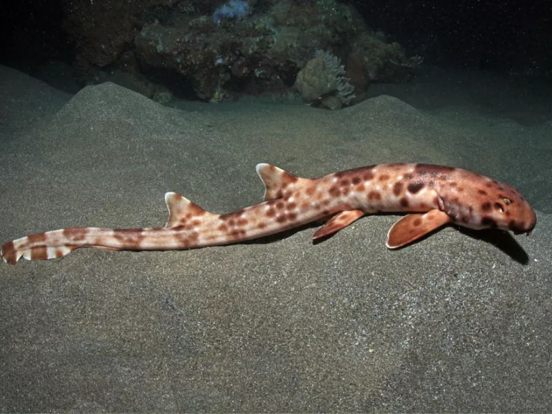 Loài cá mập Hemiscyllium Halmahera mới được tìm thấy dài tới 27 inch (70 cm) và vô hại đối với con người