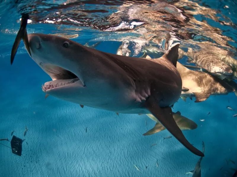 Một con cá mập Lemon shark ở Bahamas đang tìm kiếm thức ăn