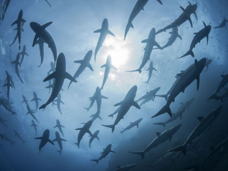 Hình ảnh bóng in dưới nước của những con cá mập tụ tập theo đàn để giao phối vào mùa xuân tại Roca Partida, Revillagigedo, Mexico