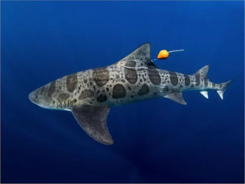 Sau khi đặt một thiết bị theo dõi âm thanh trên cá mập 26 leopard, các nhà nghiên cứu đã thả những con cá mập này xuống một địa điểm cách bờ biển 6 km