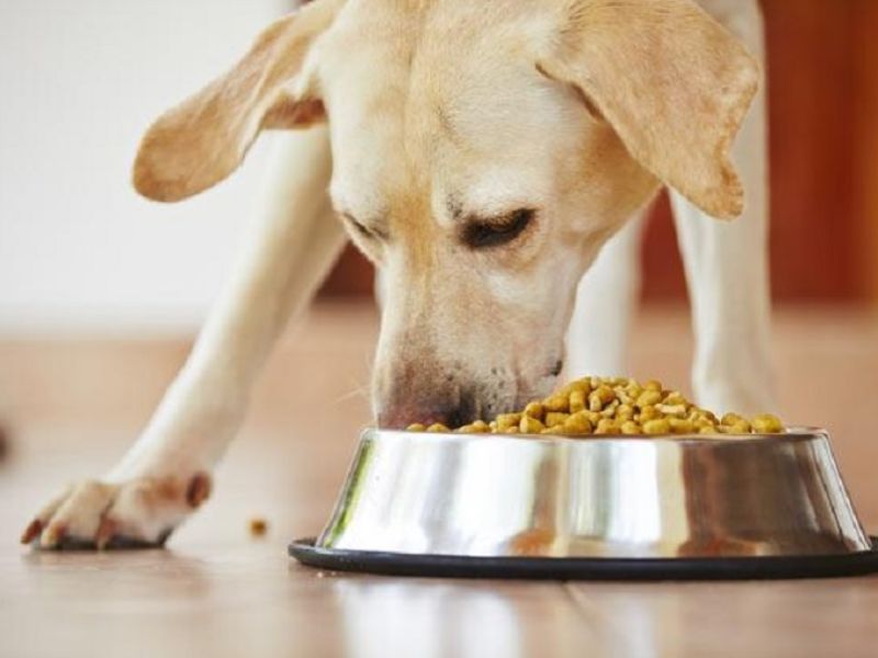 Trong trường hợp khẩn cấp con người vẫn có thể ăn được thức ăn chó