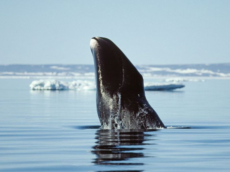Một con cá voi đầu cong ở vùng biển gần Vùng Qikiqtaaluk, Nunavut, miền bắc Canada.