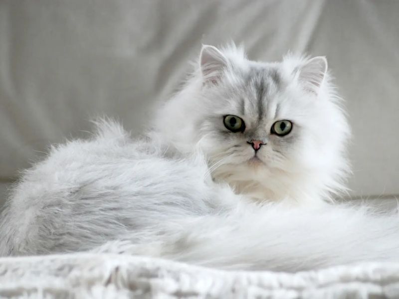 Mèo Ba Tư, giống như Song Ngư đa cảm và có khả năng truyền cảm hứng cho thơ ca