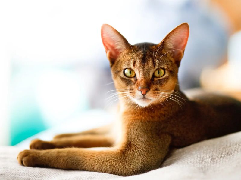 Thiên Bình và mèo Abyssinian là một cặp đôi lý tưởng