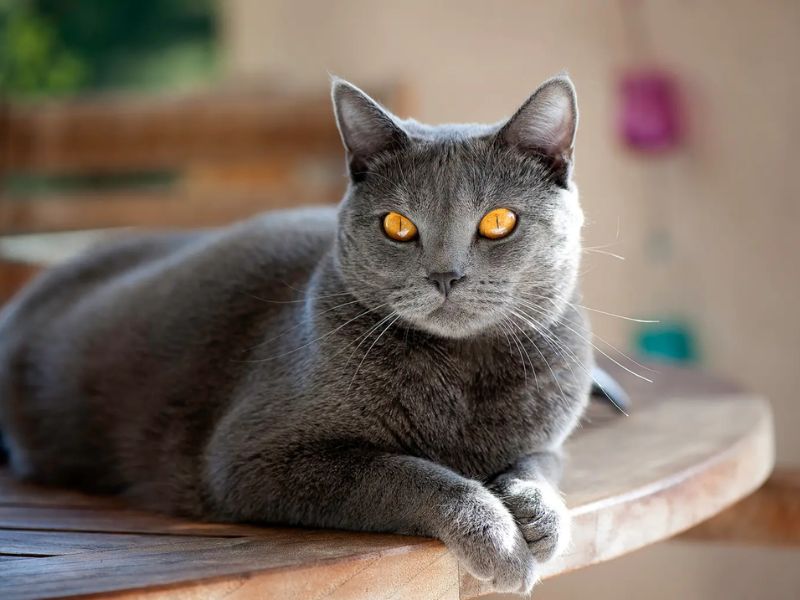 Bọ Cạp có nhiều điểm chung trong tính cách với giống mèo Chartreux của Pháp