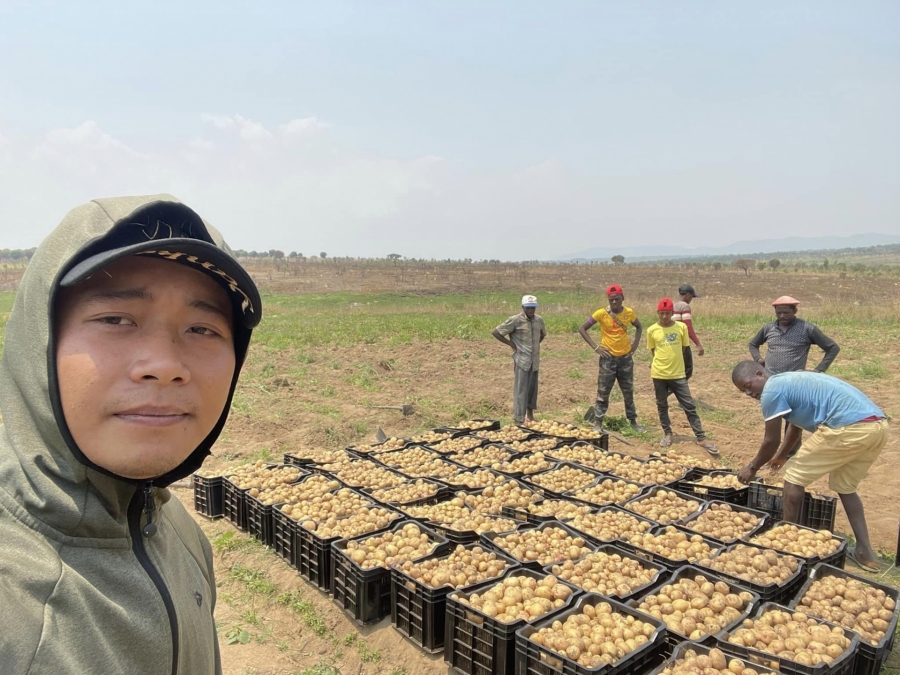 Quang Linh Vlogs chia sẻ khoảnh khắc thu hoạch khoai tại trang trại bạc tỷ của mình.