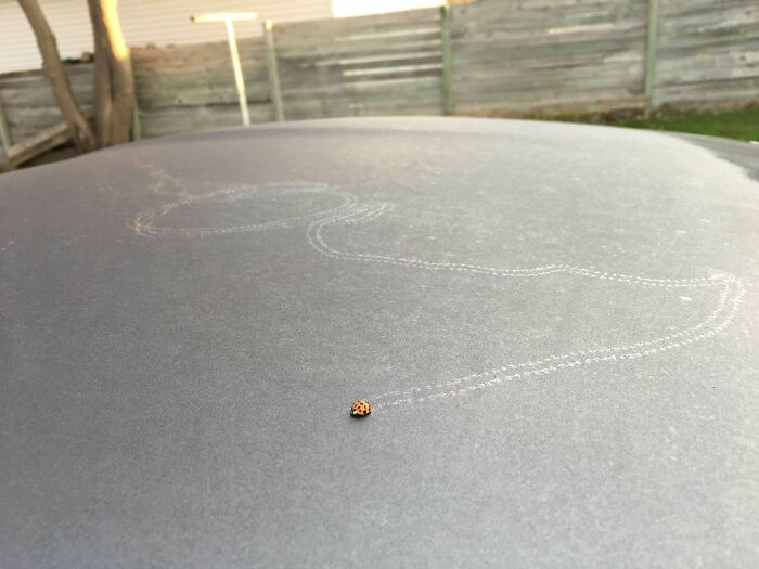 Một chú bọ rùa mải miết “xây đường đua” trên nóc ô tô