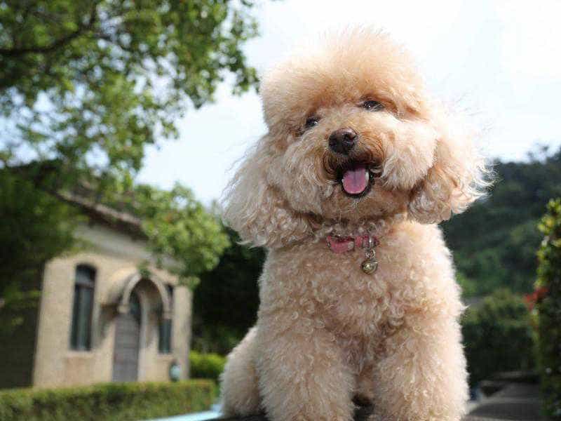 Một trong những đặc điểm giúp những chú chó Poodle “lên ngôi” bảng xếp hạng giống chó đẹp nhất trên thế giới chính là bộ lông của chúng: Khá chặt và xoăn dài.
