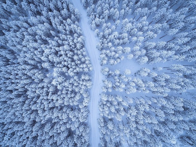 Cây lá kim phủ tuyết trắng xóa ở Gosau, Áo.