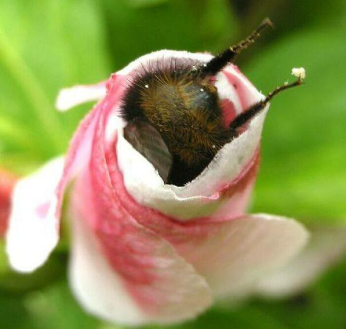 Một chú ong vò vẽ đang “chui đầu” vào bông hoa