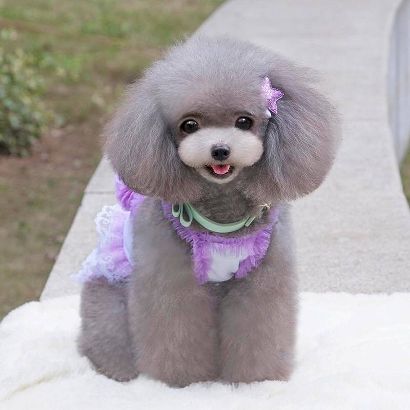 Thông thường chó Poodle cỡ càng nhỏ thì giá càng cao.