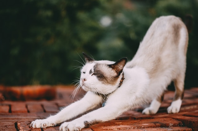 Tại sao vật nuôi lại có thói quen chà mông lên sàn nhà? - Ảnh 1