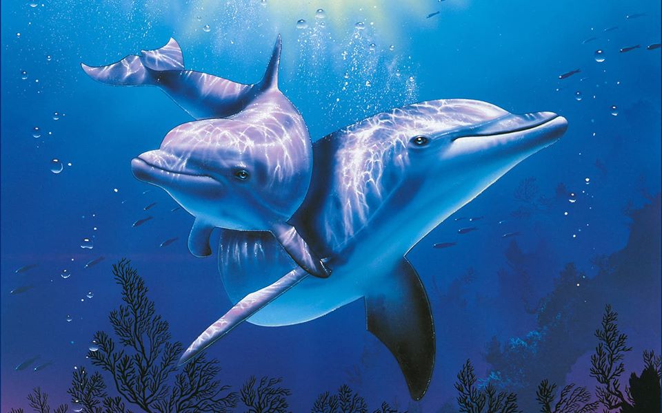 Ngỡ ngàng trước lí do loài cá heo uống nước tiểu của nhau - Ảnh 5