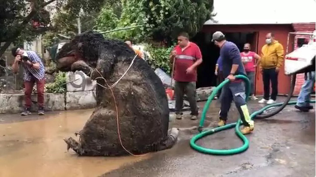 Người phụ nữ chết đuối trong nhà vì ngập lụt do ''chuột khổng lồ''