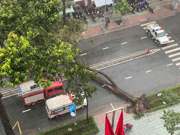 TP.HCM: Nạn nhân bị cây đè trúng tử vong