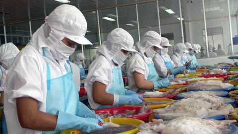 Sản lượng xuất khẩu mực và bạch tuộc tăng mạnh