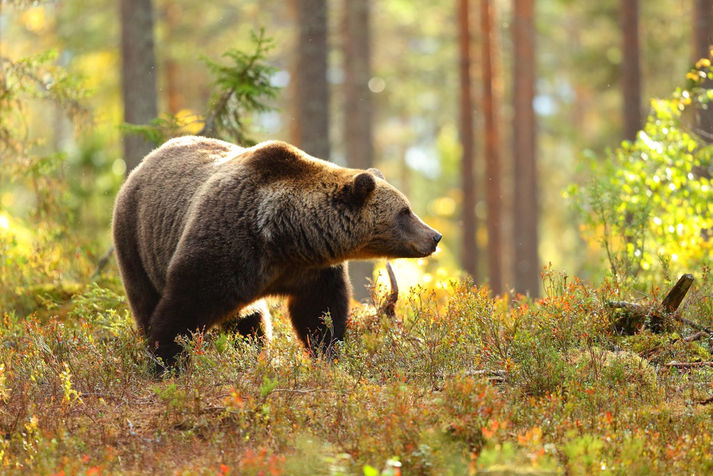 Italy: Tranh cãi về số phận chú gấu ''vượt ngục'' nhiều lần.