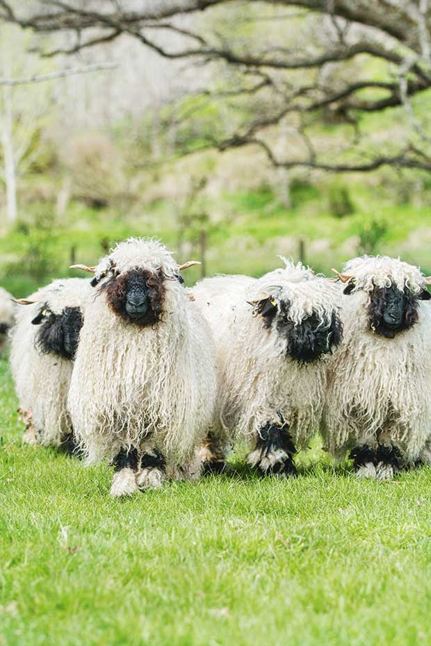 Ngắm nhìn loài cừu mũi đen Valais.