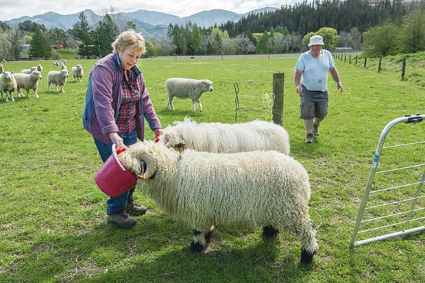 Hình ảnh cừu Valais ở nông trại.