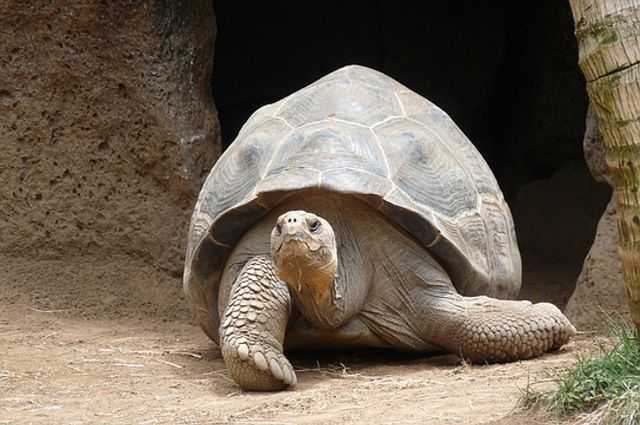 Loài bò sát sống lâu nhất – Rùa khổng lồ (200 năm).
