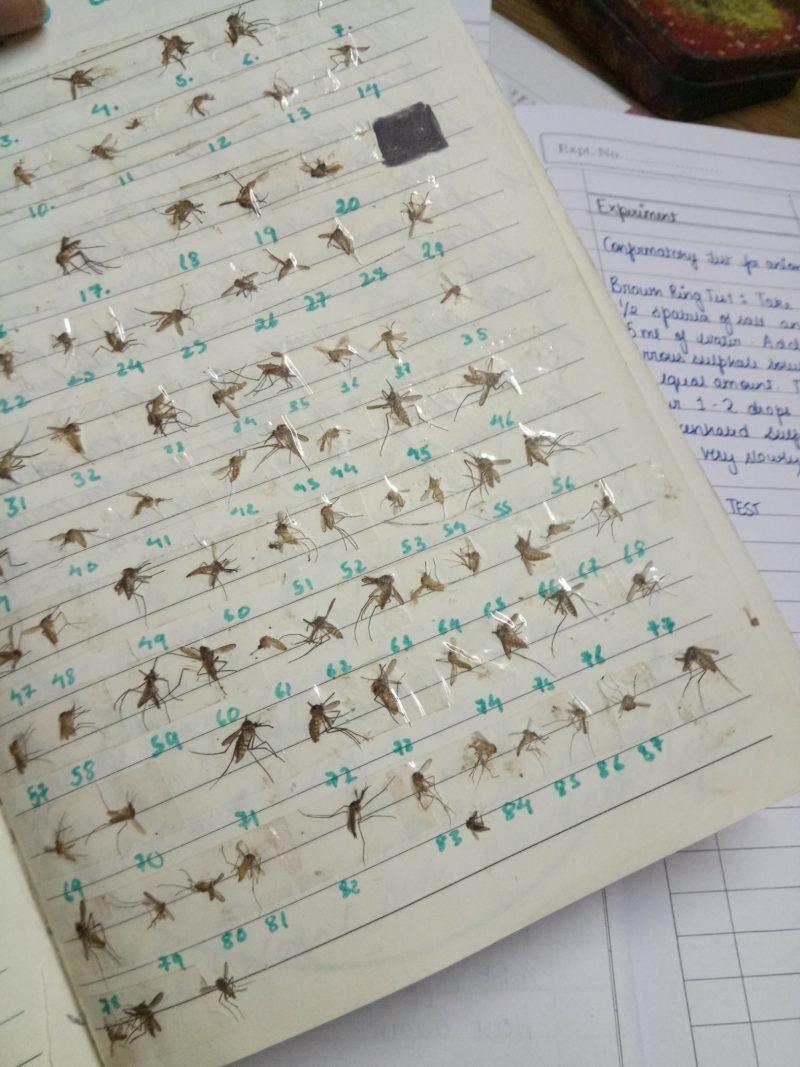 Những con muỗi được sắp xếp ngay ngắn và đánh số trên cuốn sổ. Nguồn: Facebook.