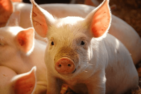 Giá lợn hơi giảm mạnh còn 55.000 đồng/kg.