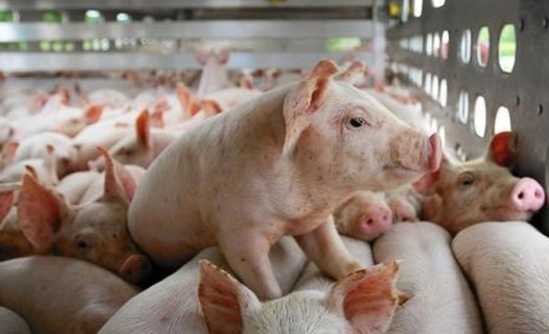 Hà Nam bác tin giá lợn hơi giảm mạnh còn 55.000 đồng/kg