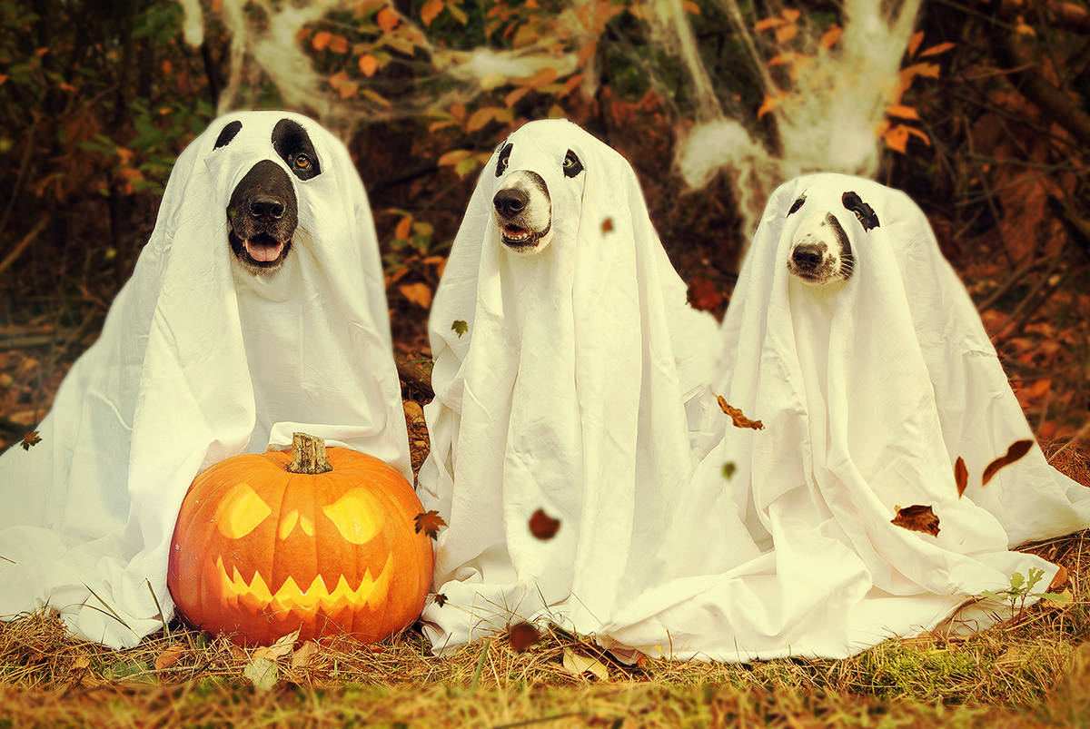 Halloween chính xác diễn ra vào ngày nào?