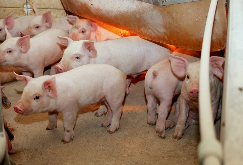 Giá thịt heo hơi ngày 20/10: Tăng giảm trái chiều từ 1.000 - 2.000 đồng