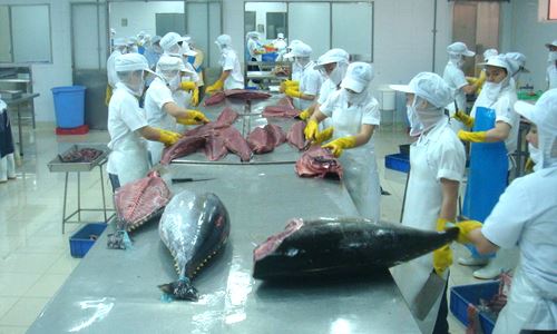 Xuất khẩu cá ngừ sang Ý tăng kỷ lục.
