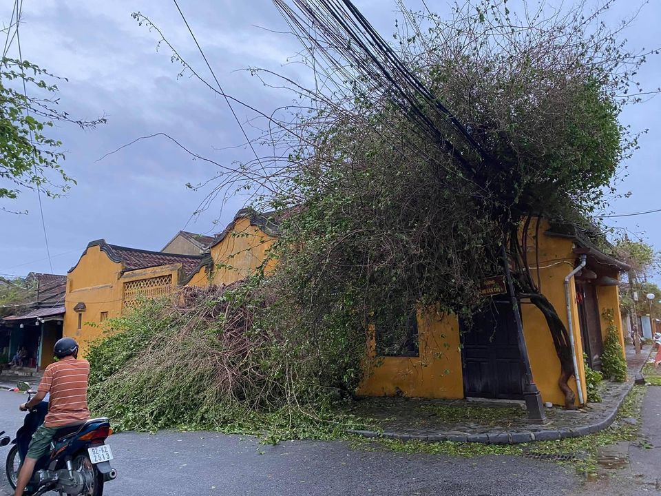 Bụi hoa giấy 'sống ảo' tại Hội An đã tan hoang trong bão số 9