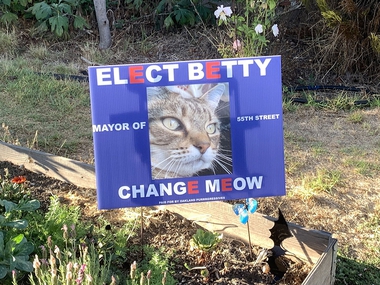 Chú mèo Tabby, 10 tuổi, ứng cử với khẩu hiệu 'Thay đổi tiếng meo meo'. 