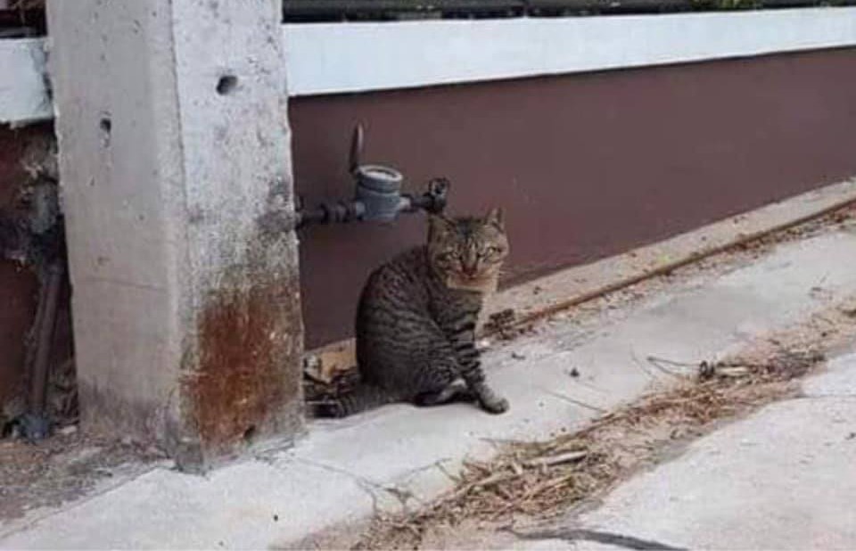 Chú mèo bỏ nhà "đi bụi", khi về mang theo đống nợ nần cho chủ