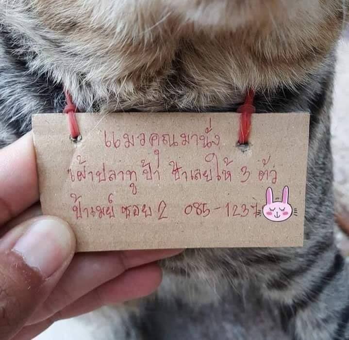 Tấm bảng 'chủ nợ' nhắn cho chủ nhân của chú mèo. Ảnh: Facebook.