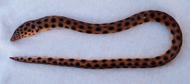 Cá chình rắn thuộc họ Ophichthidae với hơn 200 loài được tìm thấy trên khắp thế giới, chủ yếu ở vùng biển nhiệt đới hoặc ôn đới. Những sinh vật giống như rắn này lành tính hơn so với cá lịch biển - loài cá được cho là họ hàng của cá chình.