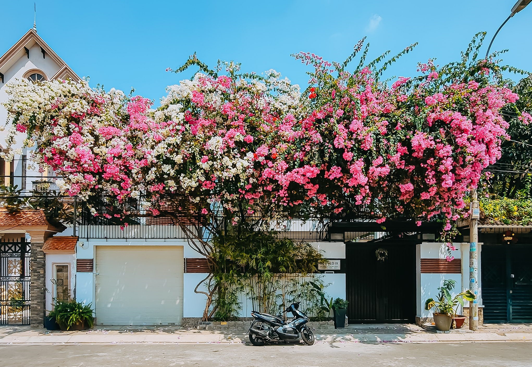 Những bức ảnh cho thấy hoa giấy là loại hoa lý tưởng để trang trí cổng nhà