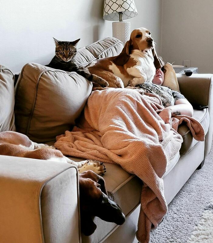 50 loài động vật vui tính ''phá đám'' khoảnh khắc yên bình của con người - Ảnh 5